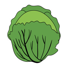 fresh cabbage vegetarian food vector illustration design