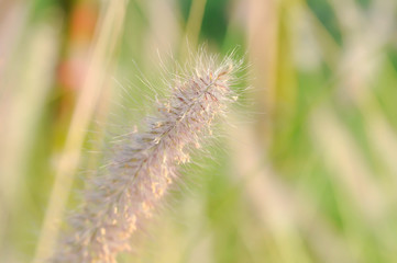 Pennisetum polystachyon Schult
