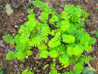 The tamarind tree is small.