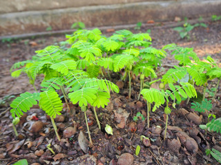 The tamarind tree is small.