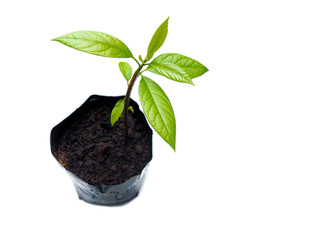 Avocado young plant isolated on white background