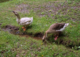 Два гуся пьющие воду в ручье
