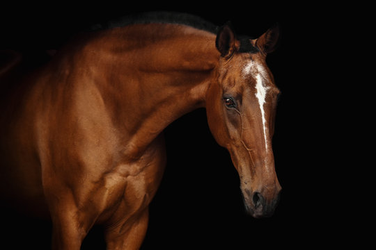 Portrait of Budyonny horse on a black background