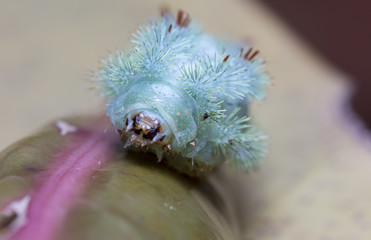 large green caterpillar