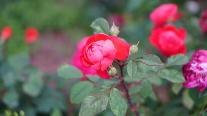 Spring rose flowers in the garden