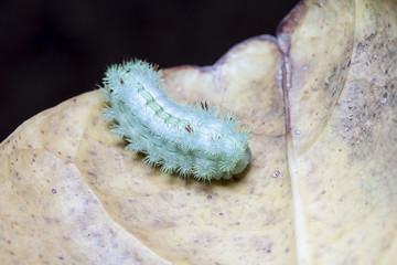 large green caterpillar