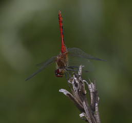 A dragonfly Ruddy Darter sitting on a dry plant stem