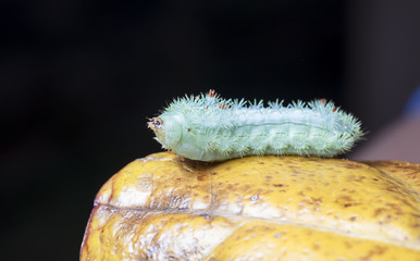 Naklejka premium large green caterpillar