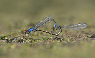 Small red-eyed damselflies mating on river algae