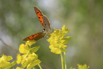 A butterfly Small Copper sitting on a yellow flower, front view