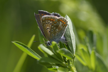 A butterfly Brown Argus, Aricia agestis, laying eggs in grass