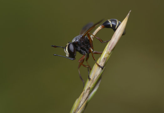 A yellow-legged beegrabber (Thick-headed Fly) sitting on a plant stem  