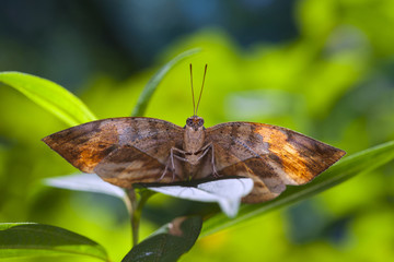 butterfly on the leaf