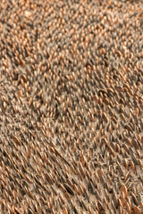 Pattern of US pennies. 