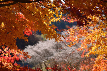 Autumn in fine weather, maple leaves that autumn leaves and cherry blossoms of the kind that blooms in autumn