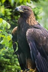 Golden eagle - closeup in the detail - Aquila chrysaetos