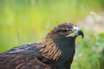 Obraz premium Golden eagle - closeup in the detail - Aquila chrysaetos