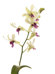 Naklejka na ściany i meble dendrobium orchid flower isolated