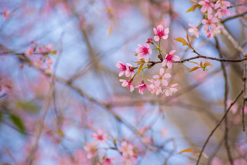 Cherry blossom in spring saeson.