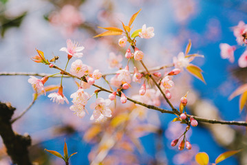 Cherry blossom in spring saeson.