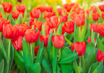 Tulip flower in the garden.