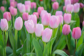 Tulip flower in the garden.