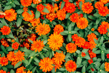 Orange flower for background.