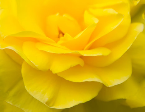 yellow rose petals on the yellow natural background with clipping path.  Closeup. For design, texture, background. Nature. Stock Photo | Adobe Stock