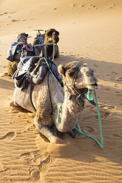 camel seats on the sand dune in Morocco
