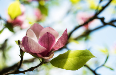 Spring magnolia flowers