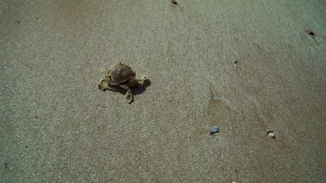 The Floating crab (Macropipus holsatus) quickly moves on the sandy beach in the UAE.