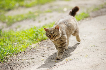 A homeless cat walks along the path on a summer day.