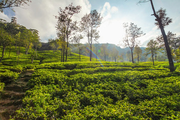 Tea gardens with some trees, lit in morning backlight sun. Kandy, Sri Lanka