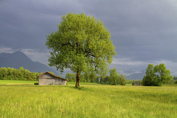 Obraz premium Allgäu - Gewitter - Stimmung - Stadel - Berge - Wiese