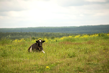 Cow lying in the field on a summer day.