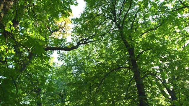 Bright green spring leaves walking under the tree point of view