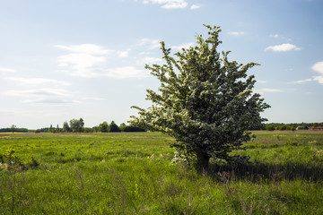 Fototapeta premium Flowering tree in the meadow and clouds in the sky