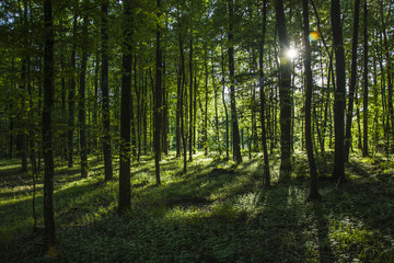 Fototapeta na wymiar Sunshine in the forest behind the trees