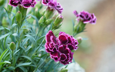 Beautiful purple carnation flower