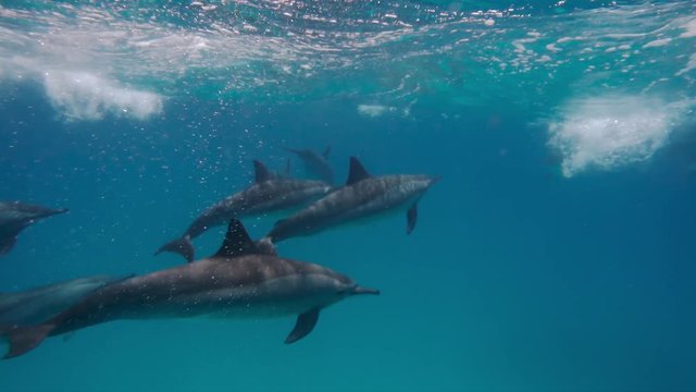 free dolphin flock underwater in Red sea