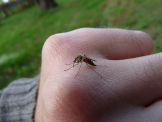 Mosquito on hand