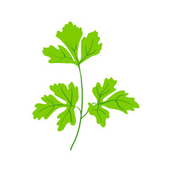 green twig of parsley or cilantro.