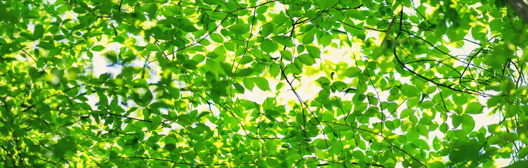 Fototapeta na wymiar New leaves on green spring background. Fresh foliage in the forest in nature with beautiful sunlight