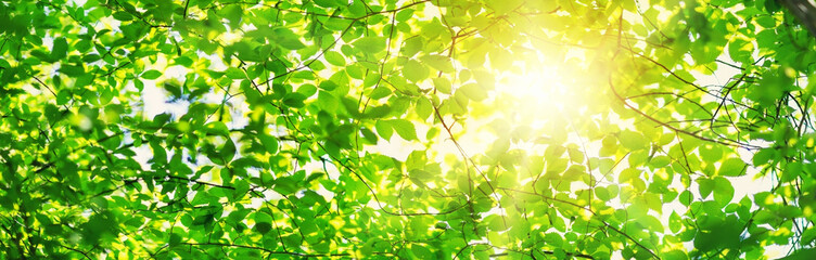 New leaves on green spring background. Fresh foliage in the forest in nature with beautiful sunlight