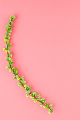 Color paper background with flowering barberry