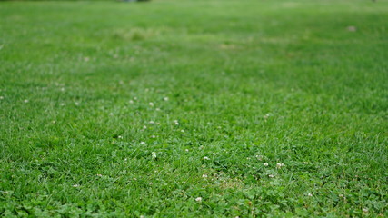 close-up green grass background