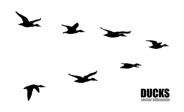 Vector silhouettes of ducks.