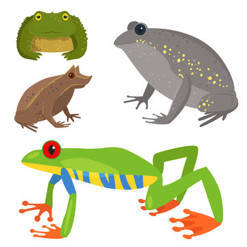 Frog vector cartoon tropical wildlife animal green froggy nature funny illustration toxic toad amphibian.