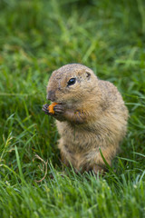 ground squirrel Spermophilus citellus on a meadow