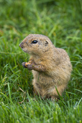 ground squirrel Spermophilus citellus on a meadow